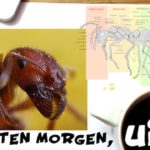 Interessante und lustige Fakten über Ameisen