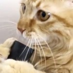 Katze spielt mit einem Staubsauger