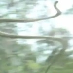 Snakes are a plane
