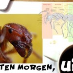 Interessante Fakten über Ameisen