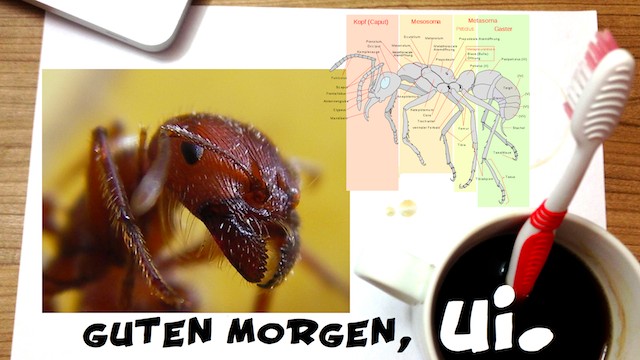 Interessante und lustige Fakten über Ameisen